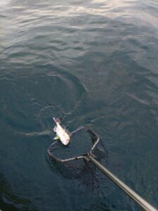 鳴門遊漁船 愛海 太刀魚