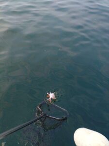 鳴門遊漁船 愛海 太刀魚