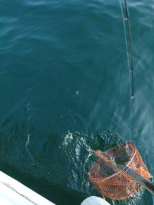 鳴門遊漁船 愛海 太刀魚