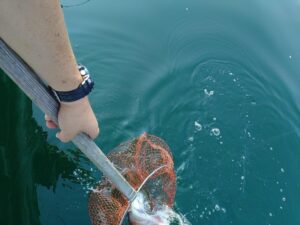 鳴門遊漁船 愛海 太刀魚