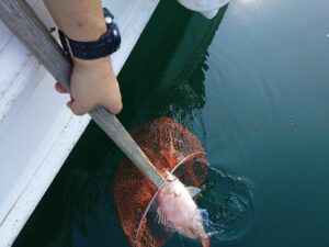 鳴門遊漁船 愛海 太刀魚