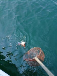 鳴門遊漁船 愛海 太刀魚