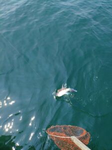 鳴門遊漁船 愛海 太刀魚