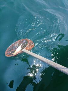 鳴門遊漁船 愛海 太刀魚