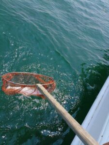 鳴門遊漁船 愛海 太刀魚