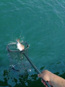 鳴門遊漁船 愛海 太刀魚