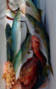 鳴門遊漁船 愛海 鯛ラバ