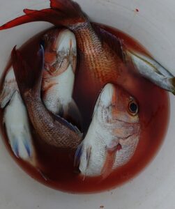 鳴門遊漁船 愛海 鯛ラバ