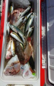 鳴門遊漁船 愛海 鯛ラバ