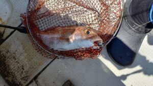 鳴門遊漁船 愛海 鯛ラバ