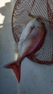 鳴門遊漁船 愛海 鯛ラバ