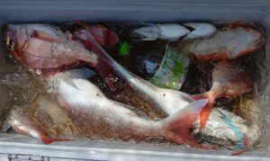 鳴門遊漁船 愛海 鯛ラバ