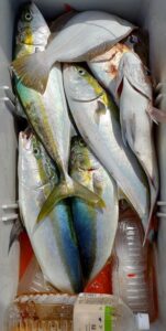鳴門遊漁船 愛海 太刀魚