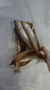 鳴門遊漁船 愛海 太刀魚