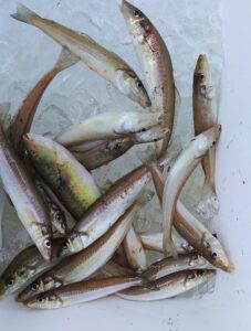 鳴門遊漁船 愛海 太刀魚