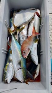 鳴門遊漁船 愛海 太刀魚