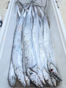 鳴門遊漁船 愛海 太刀魚