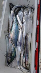 鳴門遊漁船 愛海 太刀魚