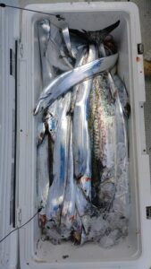 鳴門遊漁船 愛海 太刀魚