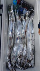鳴門遊漁船 愛海 太刀魚