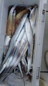 鳴門遊漁船 愛海 太刀魚