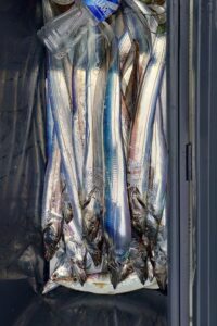 鳴門遊漁船 愛海 太刀魚