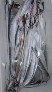 鳴門遊漁船 愛海 太刀魚