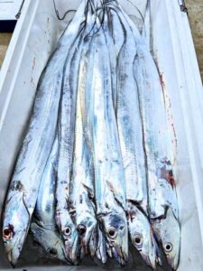 鳴門遊漁船 愛海 太刀魚