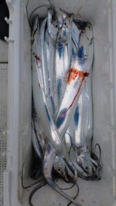 鳴門遊漁船 愛海 太刀魚