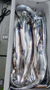 鳴門遊漁船 愛海 太刀魚
