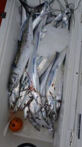 鳴門遊漁船 愛海 太刀魚