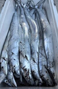 鳴門遊漁船 愛海 太刀魚