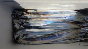 鳴門遊漁船 愛海 太刀魚