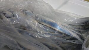 鳴門遊漁船 愛海 太刀魚