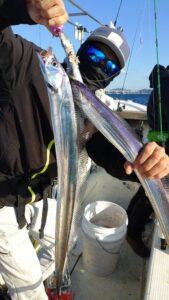 鳴門遊漁船 愛海 太刀魚