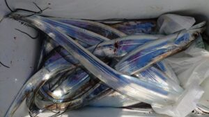 鳴門遊漁船 愛海 太刀魚