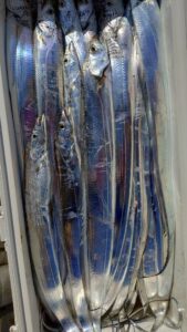 鳴門遊漁船 愛海 太刀魚