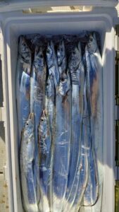 鳴門遊漁船 愛海 太刀魚