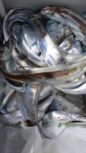 鳴門遊漁船 愛海 太刀魚