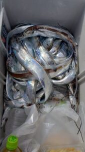 鳴門遊漁船 愛海 太刀魚