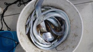 鳴門遊漁船 愛海 太刀魚