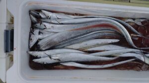 鳴門遊漁船 愛海 太刀魚