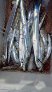 鳴門遊漁船 愛海 太刀魚