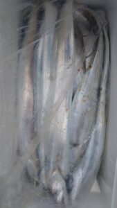 鳴門遊漁船 愛海 太刀魚