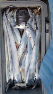 鳴門遊漁船 愛海 太刀魚