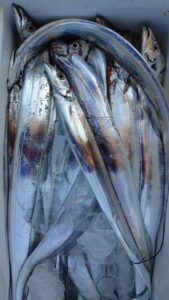 鳴門遊漁船 愛海 太刀魚