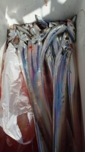 鳴門遊漁船 愛海 太刀魚