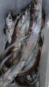 鳴門遊漁船 愛海 太刀魚