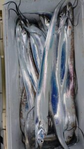 鳴門遊漁船 愛海 太刀魚