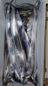 鳴門遊漁船 愛海 太刀魚